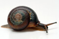Pleurodonte isabella Barbados adult